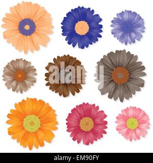 Set di gerbera Illustrazione Vettoriale