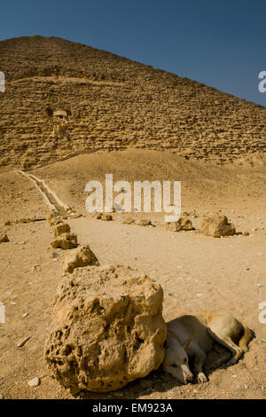 Cane che riposa sotto le ombre brevi di Red Pyramid percorso rocce. Piramide Nord, Dashur, Egitto Foto Stock