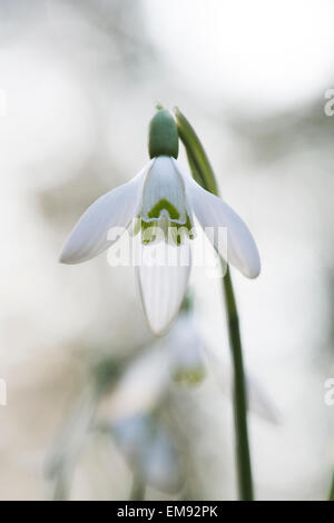 Galanthus reginae olgae vernalis. Snowdrop Foto Stock