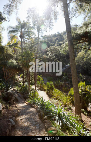 Monserrate Palace Gardens , Giardino messicano - Sintra Portogallo Foto Stock