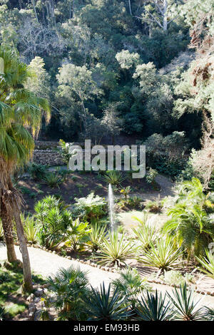 Monserrate Palace Gardens , Giardino messicano - Sintra Portogallo Foto Stock