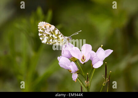 Punta arancione farfalla appoggiato su Cuckooflower. West End comune, Esher Surrey, Inghilterra. Foto Stock