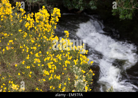 Gorse boccole, fioritura nella valle del fiume Avon, South Brent, South Devon Foto Stock