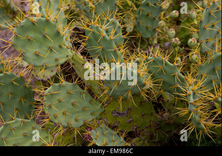 Ficodindia cactus Opuntia con frutta. Le note di frutta come il tonno sono utilizzati per i prodotti alimentari.Cadice, Andalusia Foto Stock