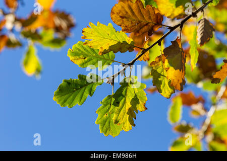 Colore di autunno Oak Quercus robur lascia contro il profondo blu del cielo, Malvern Hills, Worcestershire Foto Stock