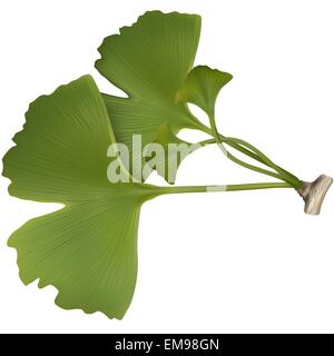 Ginkgo Illustrazione Vettoriale