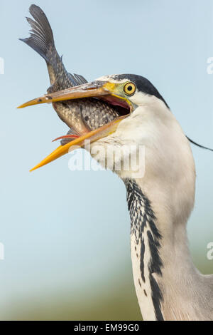 Unico airone cenerino Ardea cinerea mangiare pesce enorme, Pusztaszer, Ungheria Foto Stock