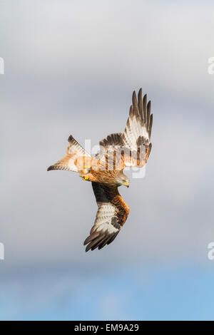 Unico aquilone rosso Milvus milvus immersioni con ala e la coda proteso, POWYS, GALLES. Foto Stock