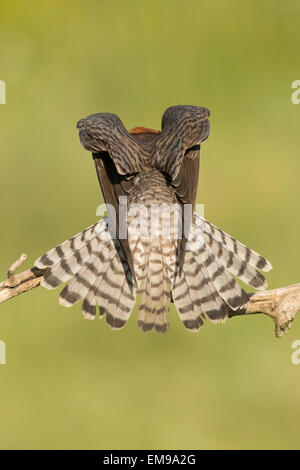 Femmina rosso-footed Falcon (Falco vespertinus) allungamento alare sul ramo, Hortobagy National Park, Ungheria, Giugno 2012. Foto Stock