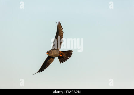 Maschio rosso-footed Falcon (Falco vespertinus) in volo ala e la coda proteso, Hortobagy National Park, Ungheria, Giugno 2012. Foto Stock