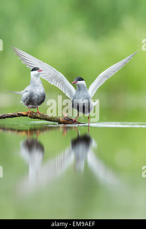 Coppia di mignattino piombato Chlidonias hybridus visualizzazione nella palude con lussureggiante fogliame verde in background Tiszaalpár, Ungheria Foto Stock