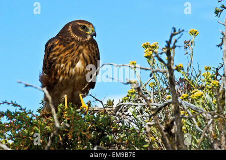 Chimango caracara (Milvago chimango) gli uccelli rapaci, Falconidi, Laguna Nimez riserva, Lago Argentino, Patagonia, Argentina Foto Stock