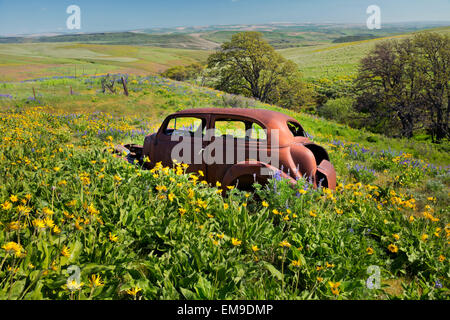 WASHINGTON - la vecchia auto ruggine in un campo di balsamroot e di lupino in dalles Mountain Ranch, ora parte di Columbia colline del Parco Statale Foto Stock