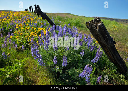 WASHINGTON - e di lupino balsamroot blooming in prossimità di una recinzione di pascolo in dalles Mountain Ranch in Columbia Hills State Park. Foto Stock