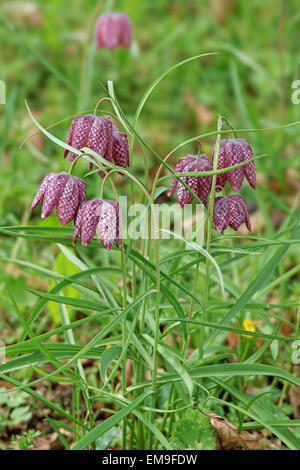 Testa di serpenti fritillary (Fritillaria meleagris) Foto Stock