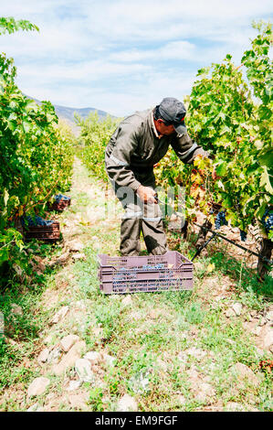 Paine, Cile- Marzo 29, 2015. Mano uva raccolta nella piccola vigna organico durante il raccolto in autunno. Foto Stock