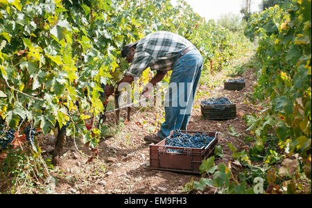 Paine, Cile- Marzo 29, 2015. Mano uva raccolta nella piccola vigna organico durante il raccolto in autunno. Foto Stock