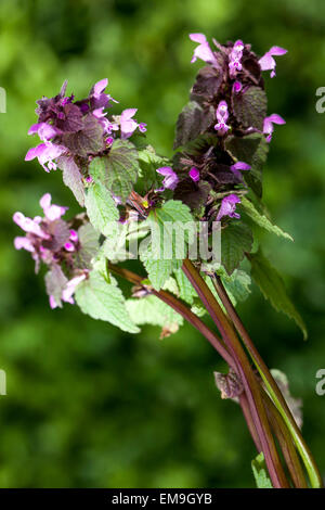 Red Dead-ortica, Lamium purpureum Foto Stock