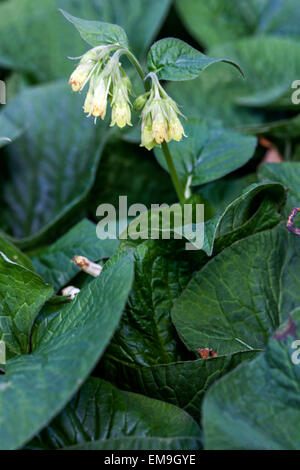 Comfrey tuberosa Symphytum tuberosum Foto Stock