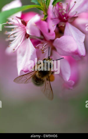 Prunus tenella, fiore di primo piano dell'ape di miele di mandorle russa nana Foto Stock