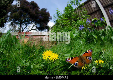Farfalla pavone alimentare sui denti di leoni nel mio giardino che mi lascia crescere per loro. Foto Stock