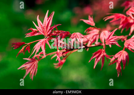 Acero giapponese Acer palmatum Corallinum, nuove fresche foglie a molla Foto Stock