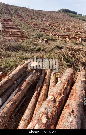 Paesaggio in Scozia highlands che mostra la registrazione e la produzione di legname. Foto Stock