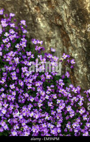 Rock Crescione deltoidea Aubrieta Foto Stock