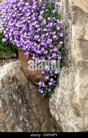 Roccia Cress Aubrieta deltoidea, pianta giardino roccia che cresce nella roccia Foto Stock