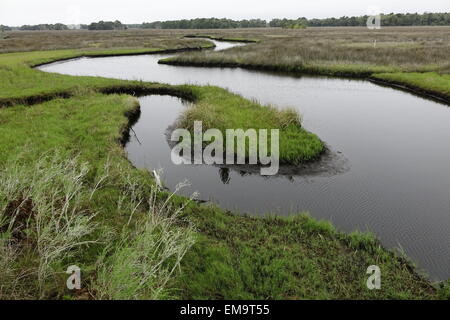 Salt Marsh, Chassahowitzka National Wildlife Refuge, Florida Foto Stock