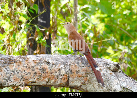 Bella cuculo scoiattolo (Piaya cayana) bird su un albero caduto il ramo nella foresta di Panama Foto Stock