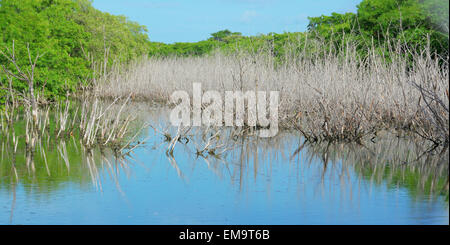 Essiccato di mangrovie di tronchi di alberi in acqua salata con un cielo blu e di riflessione sull'acqua Foto Stock