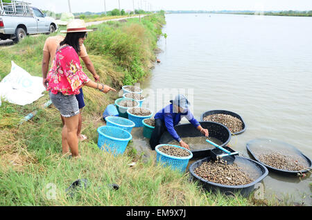 Popolo Thai acquacoltura fattoria di arricciatura e la cattura in vendita presso Bangkhunthein il 12 aprile 2015 a Bangkok in Tailandia. Foto Stock