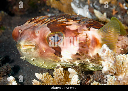 Un Orbicular Burrfish, noto anche come Birdbeak Burrfish o Shortspine Porcupinefish, Cyclichthys orbicularis.Tulamben, Bali, Foto Stock