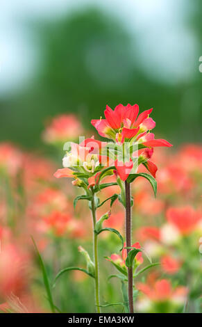 Indian Paintbrush fioritura di fiori di campo sulla molla di prato Foto Stock