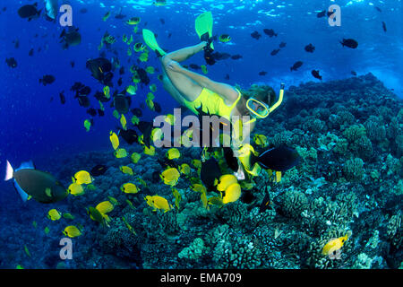 Donna boccagli con limone Butterflyfish (Chaetodon Miliaris) Foto Stock