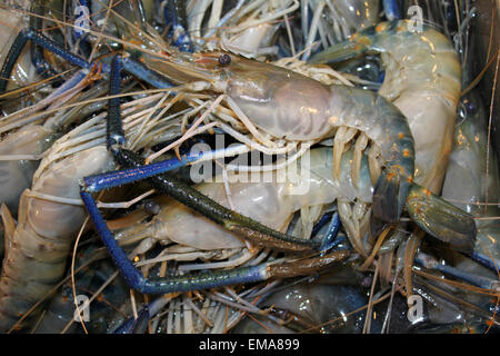 Blue-gambe boreale MACROBRACHIUM ROSENBERGII per la vendita su un mercato tailandese Foto Stock