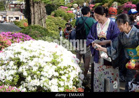 Tokyo, Giappone. Xviii Apr, 2015. I visitatori apprezzano i fiori di rododendro al Nedu Jinja in Tokyo, Giappone, 18 aprile 2015. Circa 1000 specie di rododendri sono in fiore qui. © Ma Ping/Xinhua/Alamy Live News Foto Stock