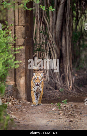 Tigre del Bengala a piedi attraverso un antico cancello che è circondato da enormi alberi di banyan, a Ranthambhore foresta. Foto Stock