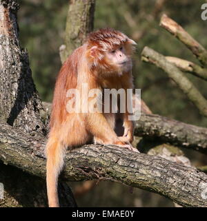 Femmina di Iavan Lutung (Trachypithecus auratus), close-up di testa in corrispondenza di Apenheul Primate Zoo, Apeldoorn, Paesi Bassi Foto Stock