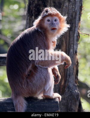 Femmina di Iavan Lutung (Trachypithecus auratus) guardando la telecamera a Apenheul Primate Zoo, Apeldoorn, Paesi Bassi Foto Stock