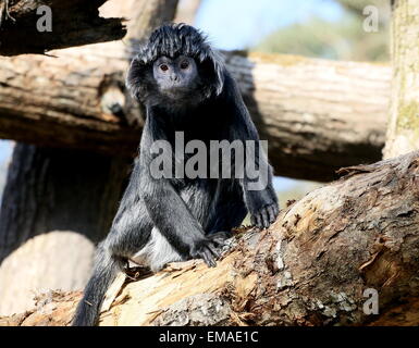 Maschio di Iavan Lutung o Langur monkey (Trachypithecus auratus) in una struttura ad albero Foto Stock