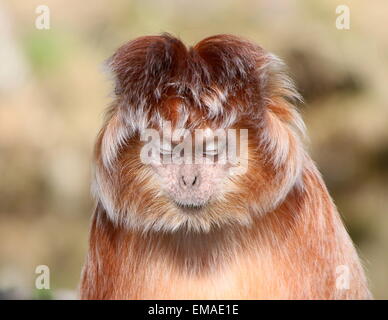 Femmina di Iavan Lutung (Trachypithecus auratus), close-up della Testa, occhi abbassati Foto Stock