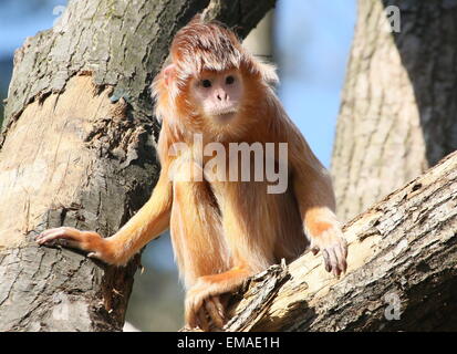Femmina di Iavan Lutung o Langur Monkey (Trachypithecus auratus) Foto Stock