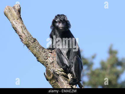 Maschio di Iavan Lutung (Trachypithecus auratus), close-up di testa in corrispondenza di Apenheul Primate Zoo, Apeldoorn, Paesi Bassi Foto Stock