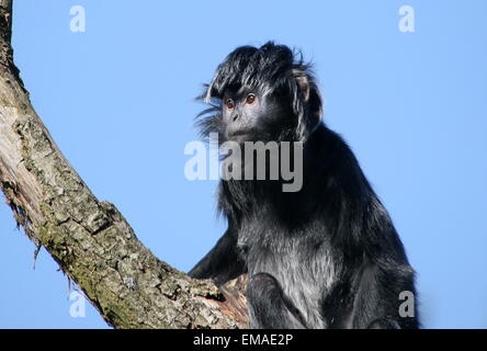 Maschio di Iavan Lutung o Langur monkey (Trachypithecus auratus) in alto in una struttura ad albero Foto Stock