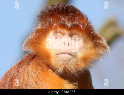 Femmina serena Iavan Lutung (Trachypithecus auratus), close-up della testa a occhi chiusi Foto Stock