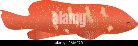 Una illustrazione vettoriale di una cernia corallina Plectropomus pessuliferus isolato su bianco Illustrazione Vettoriale