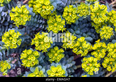 Il blu di euforbia Euphorbia myrsinites Foto Stock