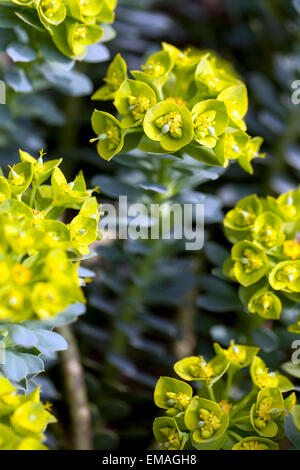 Il blu di euforbia Euphorbia myrsinites Foto Stock